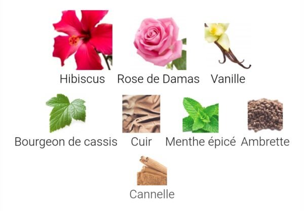 Hibiscus Mahajàd By Maison Crivelli